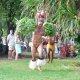 103- Un porteur de fruits en plein effort 